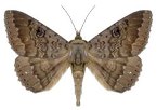 Brown House Moth Control
