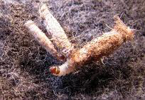 Treatment of Carpet Moth