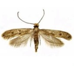 Case Bearing Moth Control (Carpet Moth)