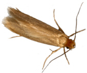 Clothes Moth (info snippet)