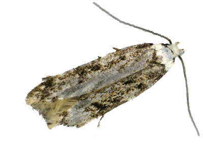 White Shouldered House Moth (Endrosis sarcitrella )